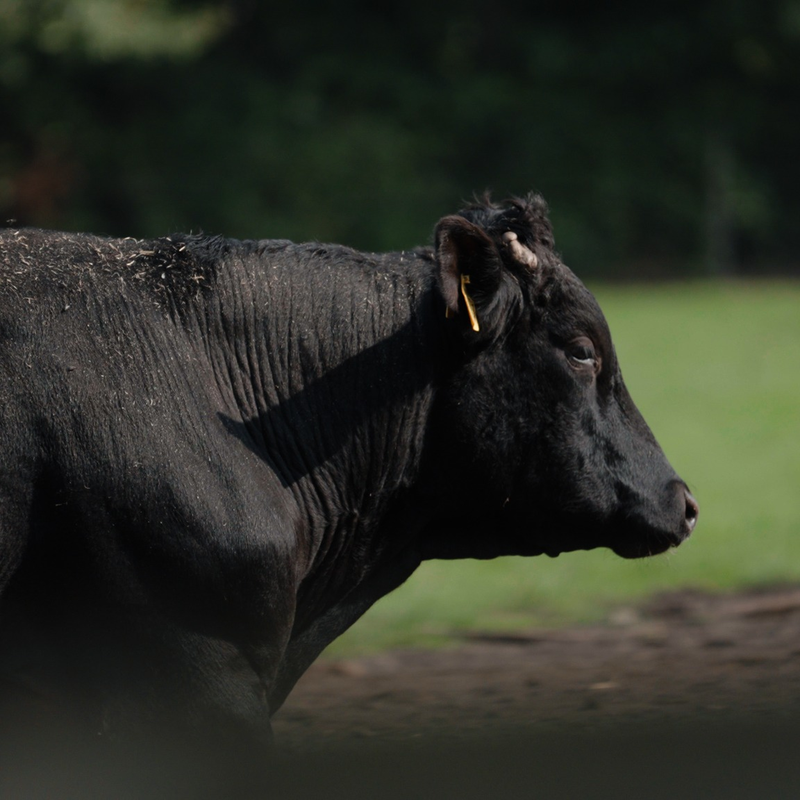 Wagyu Fleisch! Das Rindfleisch Seminar