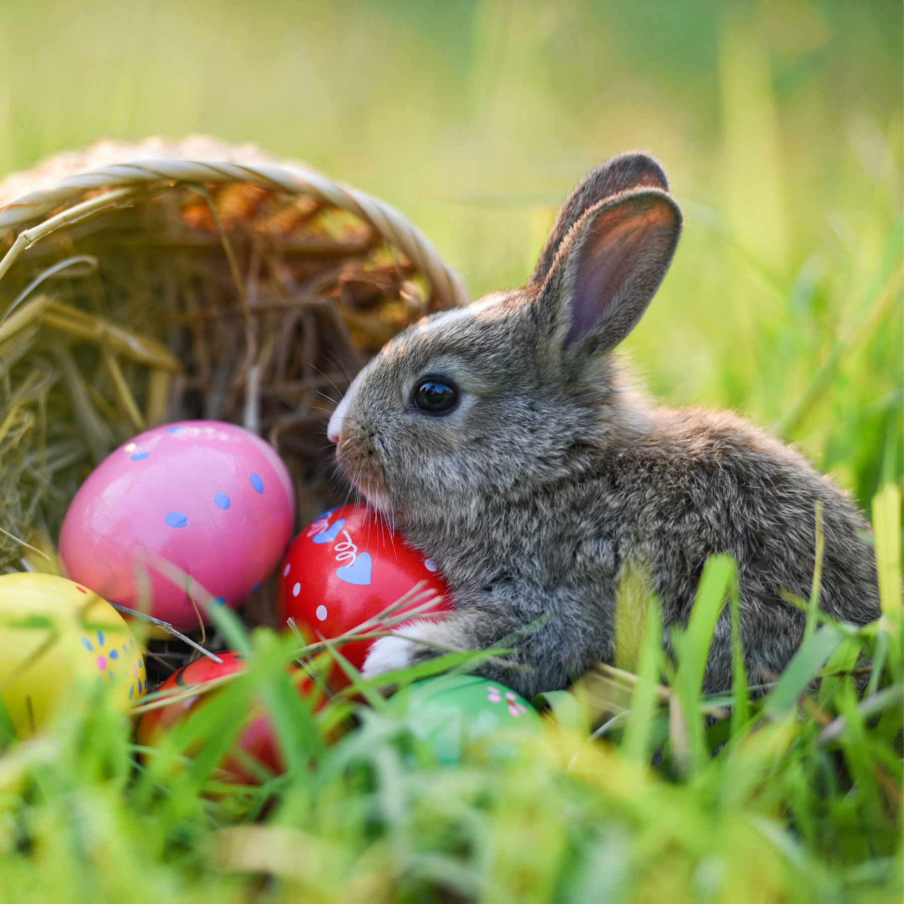 Osterhase mit Ostereiern