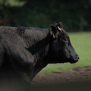 Wagyu Fleisch! Das Rindfleisch Seminar